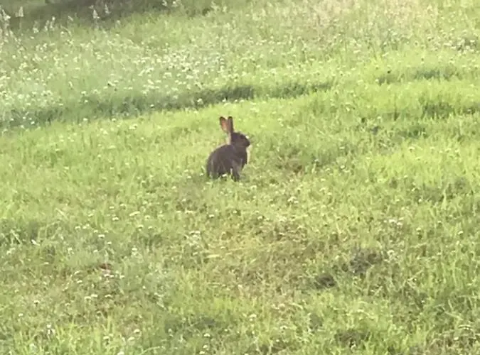 Lavender サースク